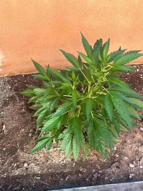 ETHOS Grandpas Cookies Multipack 2024. Week 8
