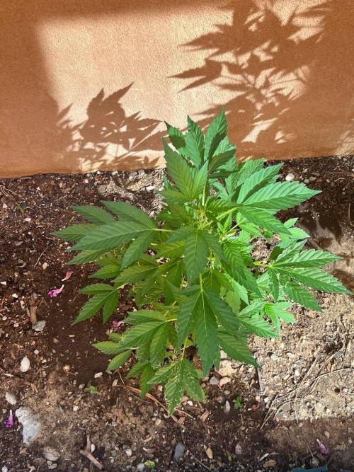 ETHOS Grandpas Cookies Multipack 2024. Week 8