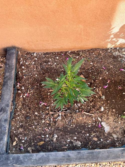 ETHOS Grandpas Cookies Multipack 2024. Week 8
