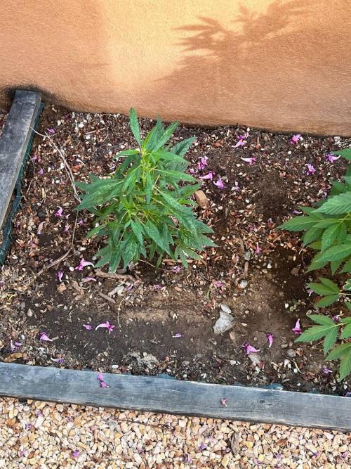 ETHOS Grandpas Cookies Multipack 2024. Week 8