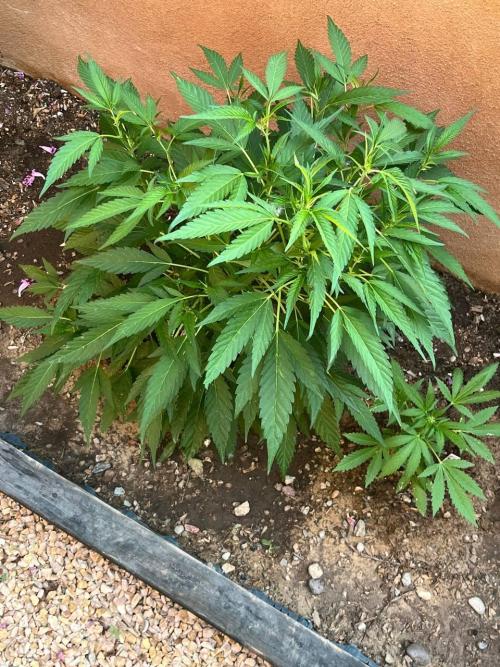 ETHOS Grandpas Cookies Multipack 2024. Week 8