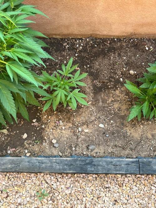 ETHOS Grandpas Cookies Multipack 2024. Week 8