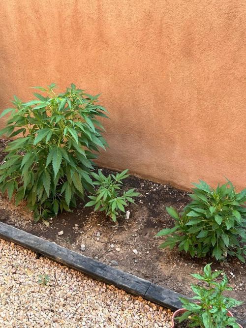 ETHOS Grandpas Cookies Multipack 2024. Week 8