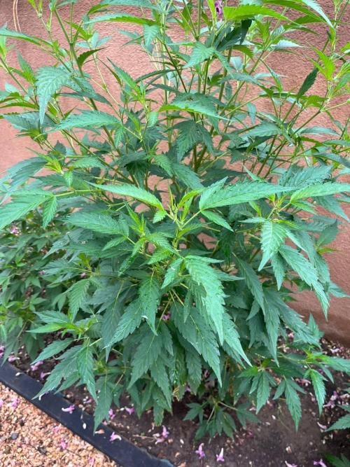 ETHOS Grandpas Cookies Multipack 2024. Week 8
