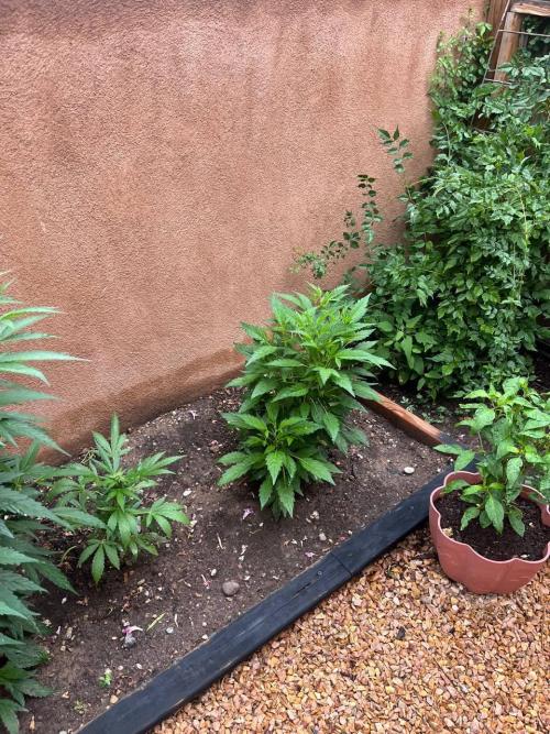 ETHOS Grandpas Cookies Multipack 2024. Week 8