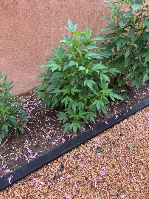 ETHOS Grandpas Cookies Multipack 2024. Week 8