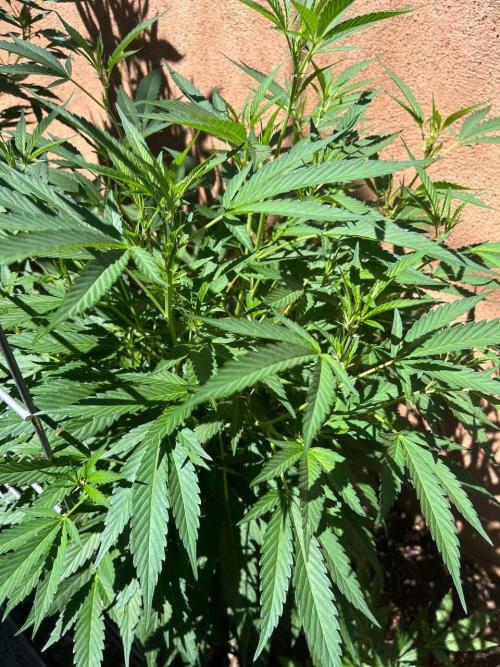 ETHOS Grandpas Cookies Multipack 2024. Week 10