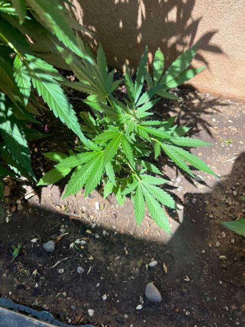 ETHOS Grandpas Cookies Multipack 2024. Week 10