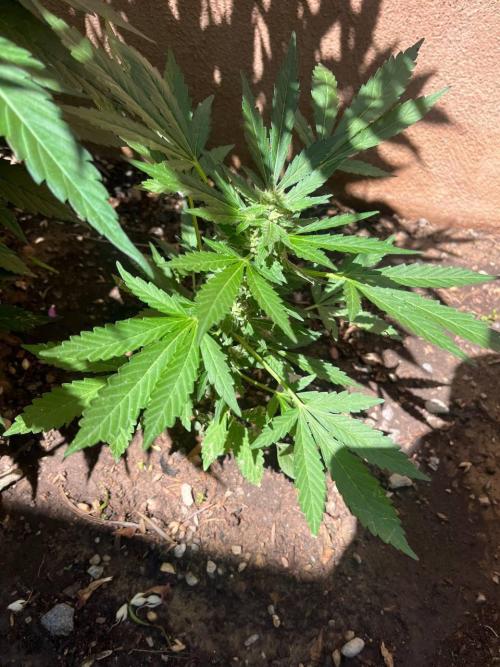 ETHOS Grandpas Cookies Multipack 2024. Week 10