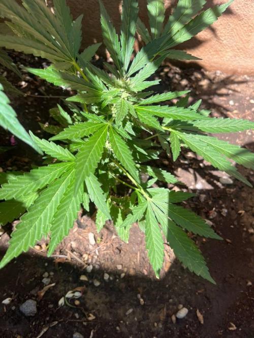 ETHOS Grandpas Cookies Multipack 2024. Week 10