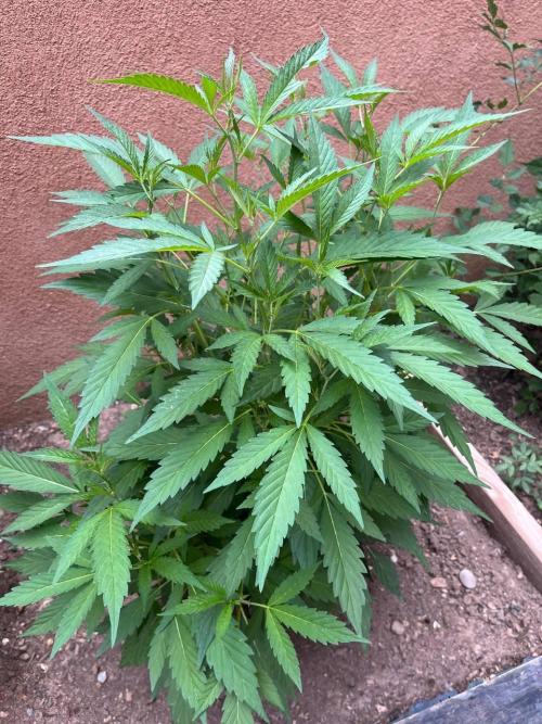 ETHOS Grandpas Cookies Multipack 2024. Week 10