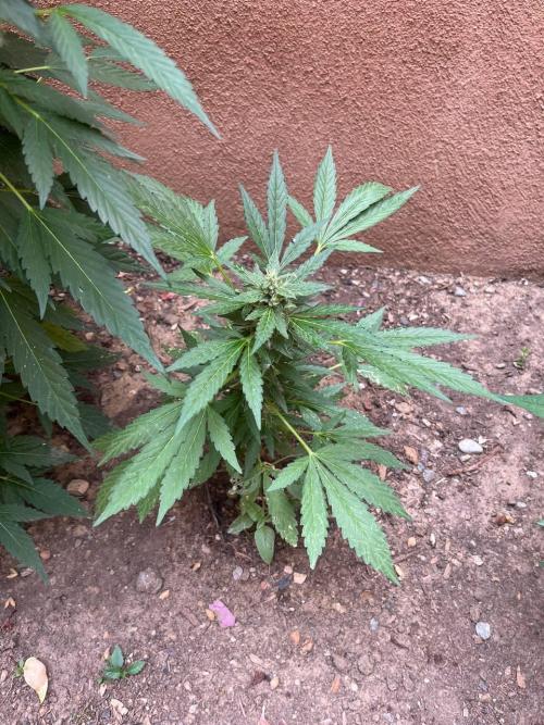 ETHOS Grandpas Cookies Multipack 2024. Week 10