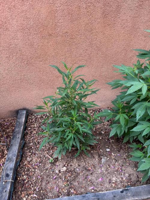 ETHOS Grandpas Cookies Multipack 2024. Week 10