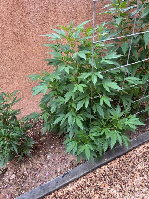 ETHOS Grandpas Cookies Multipack 2024. Week 10