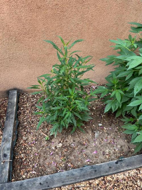 ETHOS Grandpas Cookies Multipack 2024. Week 10