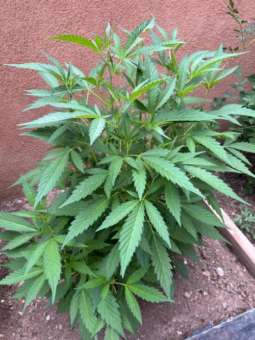 ETHOS Grandpas Cookies Multipack 2024. Week 10