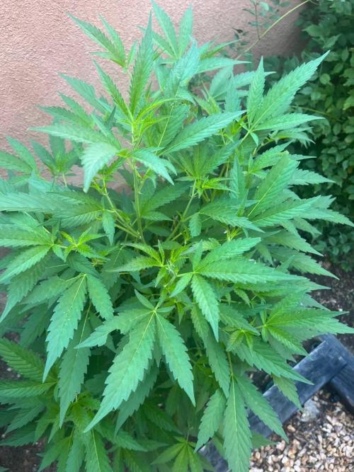 ETHOS Grandpas Cookies Multipack 2024. Week 10