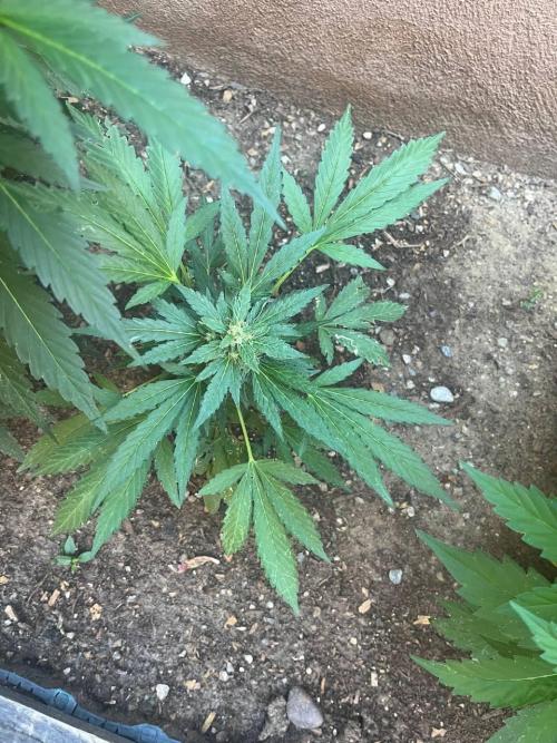 ETHOS Grandpas Cookies Multipack 2024. Week 10