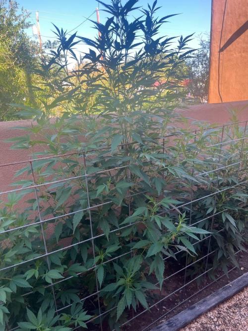 ETHOS Grandpas Cookies Multipack 2024. Week 10