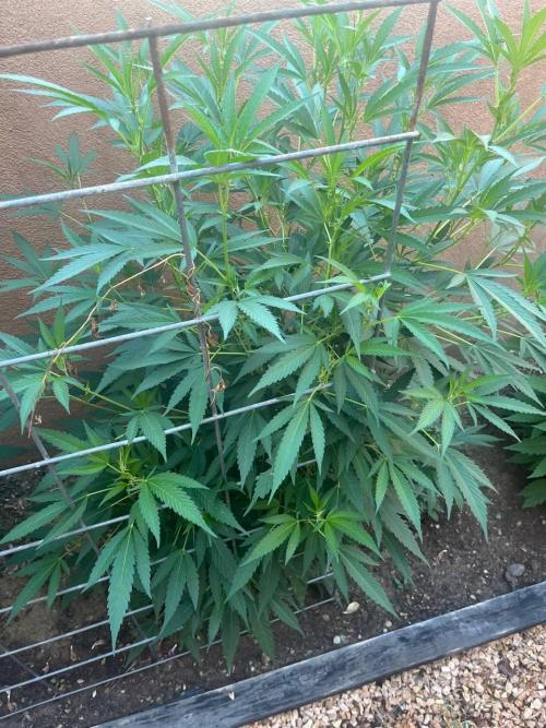 ETHOS Grandpas Cookies Multipack 2024. Week 10
