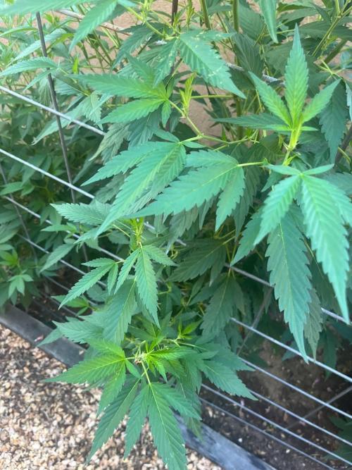 ETHOS Grandpas Cookies Multipack 2024. Week 10