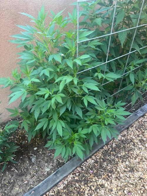 ETHOS Grandpas Cookies Multipack 2024. Week 10