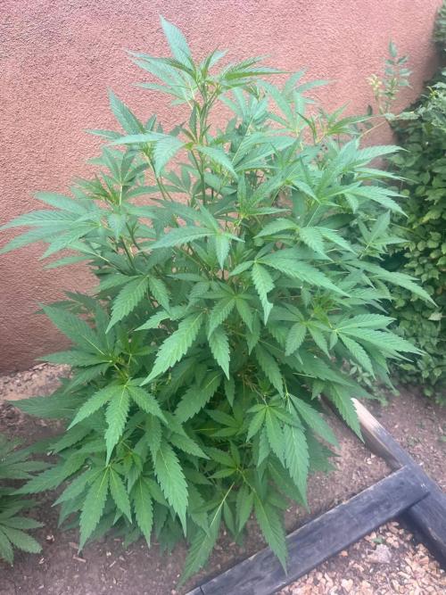ETHOS Grandpas Cookies Multipack 2024. Week 10