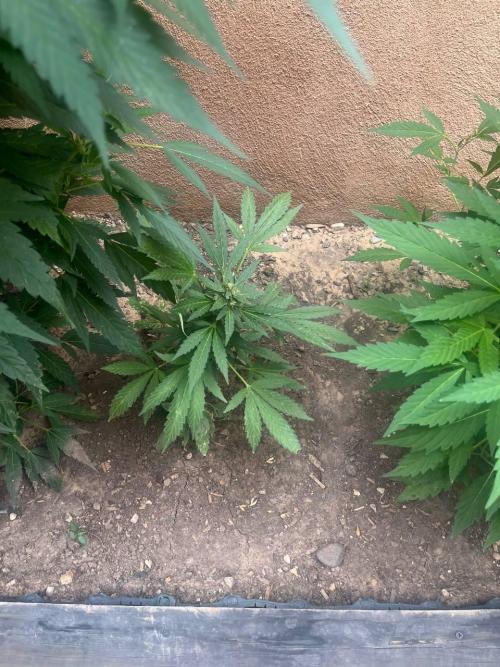 ETHOS Grandpas Cookies Multipack 2024. Week 10