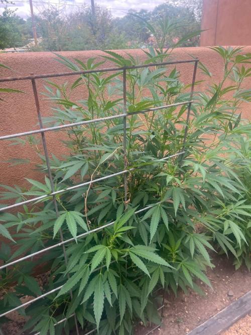ETHOS Grandpas Cookies Multipack 2024. Week 10