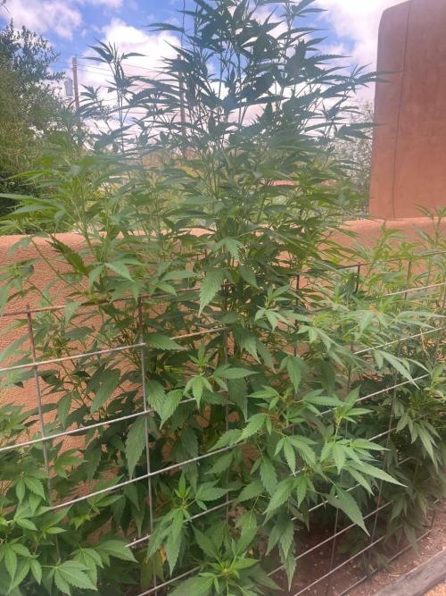 ETHOS Grandpas Cookies Multipack 2024. Week 10