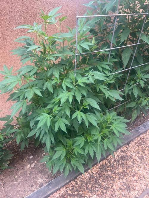 ETHOS Grandpas Cookies Multipack 2024. Week 10