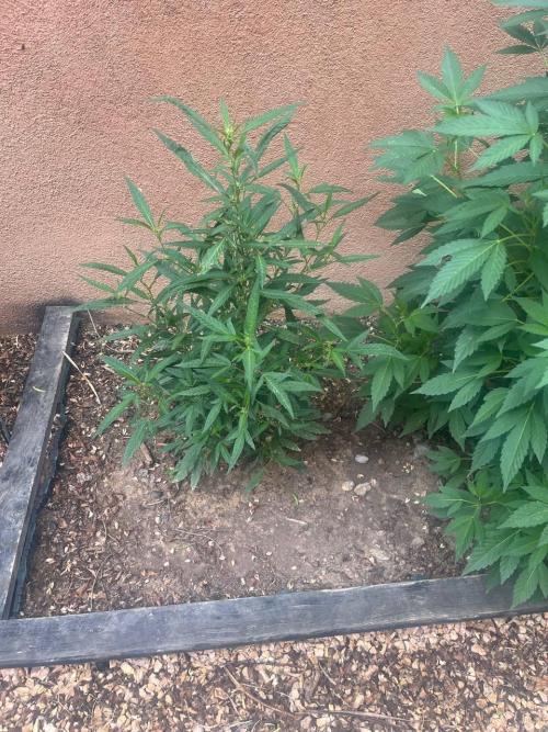ETHOS Grandpas Cookies Multipack 2024. Week 10