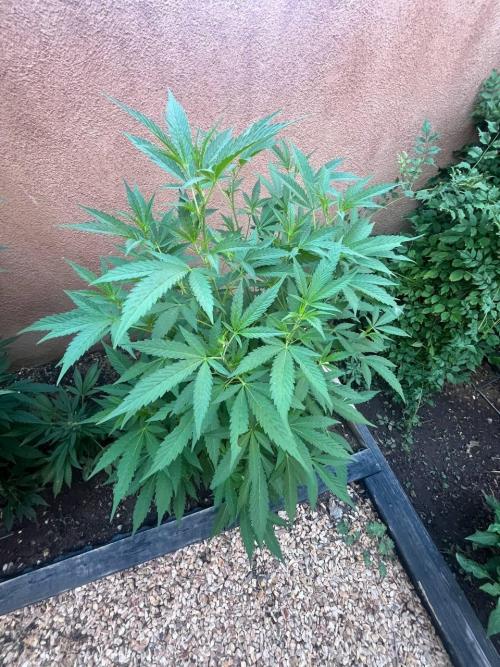 ETHOS Grandpas Cookies Multipack 2024. Week 10