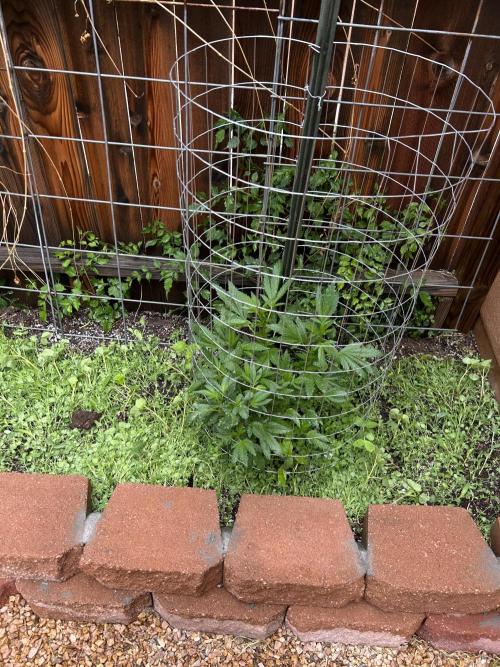 Mixed Organic Photo Outdoor. Week 12