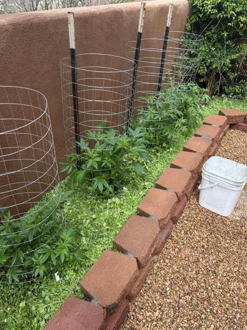 Mixed Organic Photo Outdoor. Week 12