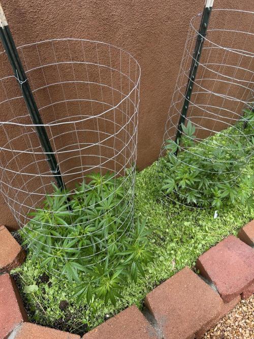 Mixed Organic Photo Outdoor. Week 12