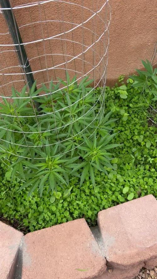 Mixed Organic Photo Outdoor
