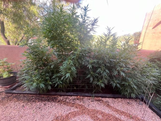 ETHOS Grandpas Cookies Multipack 2024. Week 12
