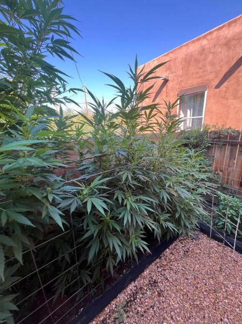 ETHOS Grandpas Cookies Multipack 2024. Week 12