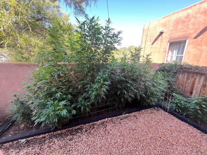 ETHOS Grandpas Cookies Multipack 2024. Week 12