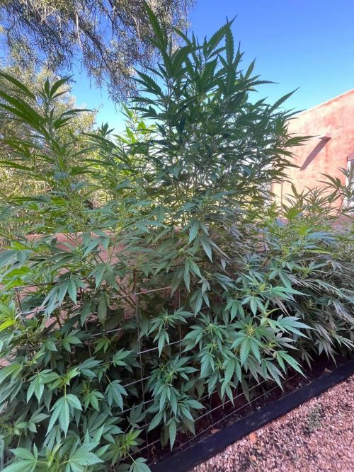 ETHOS Grandpas Cookies Multipack 2024. Week 12