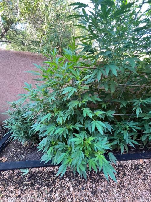 ETHOS Grandpas Cookies Multipack 2024. Week 12