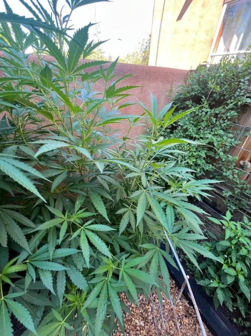 ETHOS Grandpas Cookies Multipack 2024. Week 12