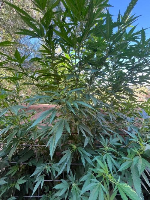 ETHOS Grandpas Cookies Multipack 2024. Week 12