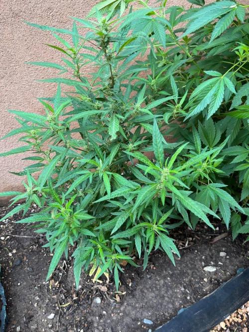 ETHOS Grandpas Cookies Multipack 2024. Week 12