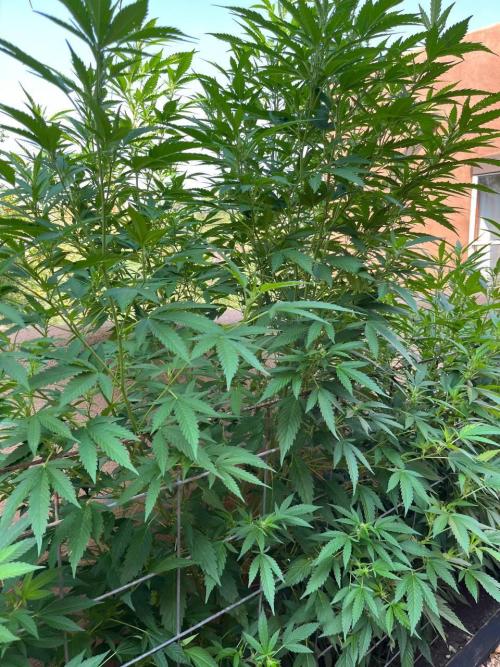 ETHOS Grandpas Cookies Multipack 2024. Week 12