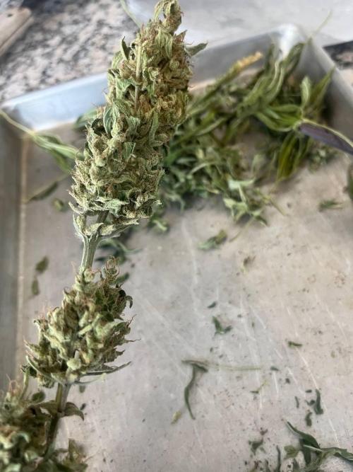 ETHOS Grandpas Cookies Multipack 2024. Week 12
