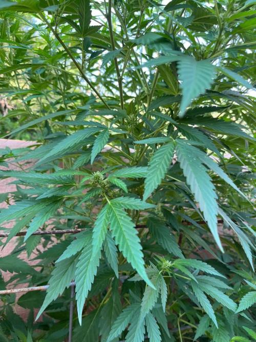 ETHOS Grandpas Cookies Multipack 2024. Week 12