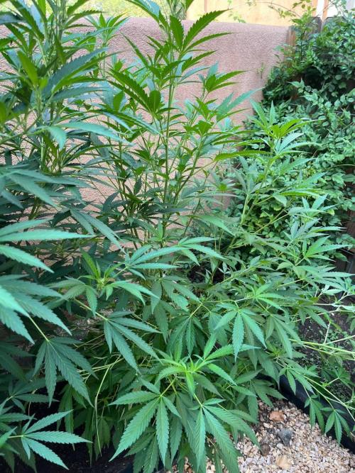 ETHOS Grandpas Cookies Multipack 2024. Week 12