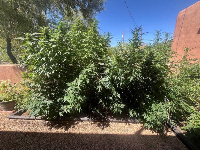 ETHOS Grandpas Cookies Multipack 2024. Week 14